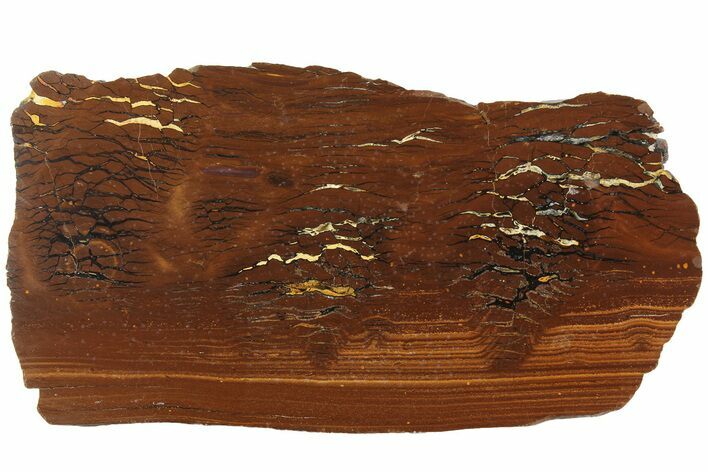 Polished Cretaceous Stromatolite Fossil - Western Australia #180059